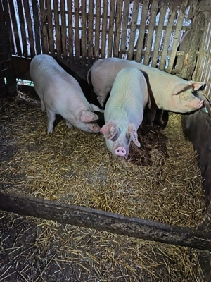 Vand porci pentru Crăciun!  - imagine 2