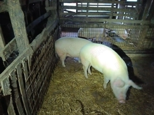 Vand porci pentru Crăciun!  - imagine 3