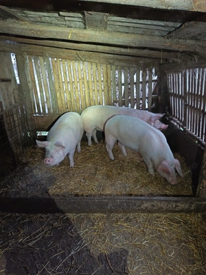 Vand porci pentru Crăciun!  - imagine 4