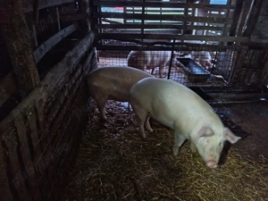 Vand porci pentru Crăciun!  - imagine 5