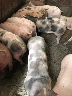 Șoldani, porci de tăiat de vanzare