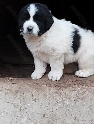 Ciobanesc de Bucovina! - imagine 2