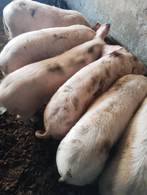 Vand purcei  - imagine 2