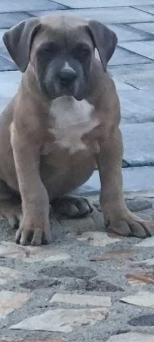 Căței Cane Corso,2 luni, cu Pedigree+ - imagine 5