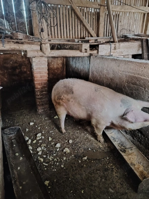 Vând porc crescut cu porumb.  - imagine 3