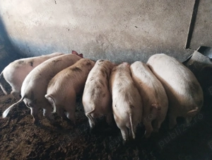 Vand purcei  - imagine 3