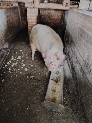 Vând porc crescut cu porumb.  - imagine 4
