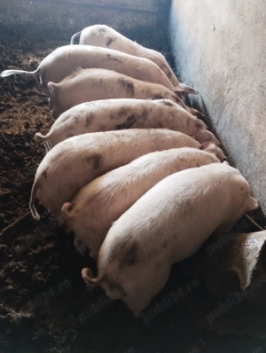 Vand purcei  - imagine 4