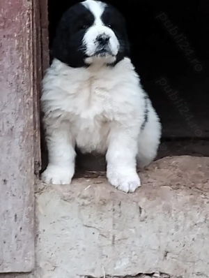 Ciobanesc de Bucovina! - imagine 3