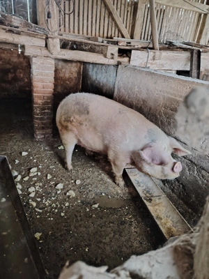 Vând porc crescut cu porumb.  - imagine 5
