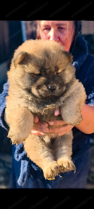 Pui Chow Chow rasa pura