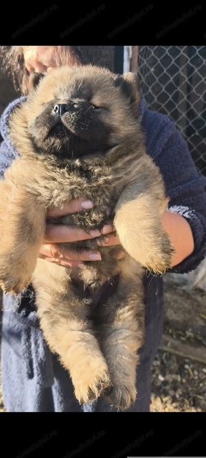 Pui Chow Chow rasa pura - imagine 3