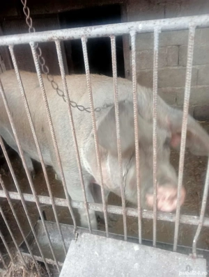 porci de vanzare - imagine 4