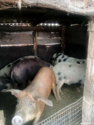 porci de vanzare - imagine 3