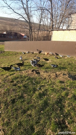 Rațe tinere de vanzare