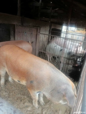 porci de vanzare - imagine 5