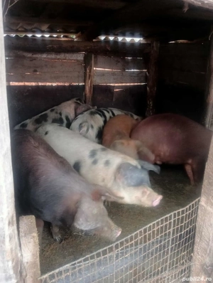 porci de vanzare - imagine 2