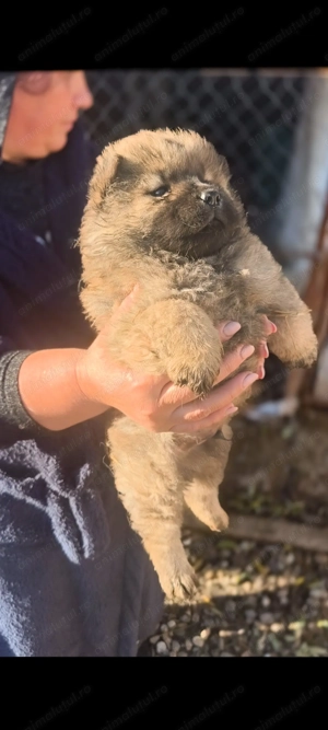 Pui Chow Chow rasa pura - imagine 5