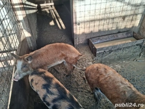 vând 3 purcele  metis mangalita  - imagine 3