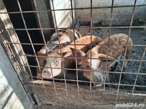 vând 3 purcele  metis mangalita  - imagine 2