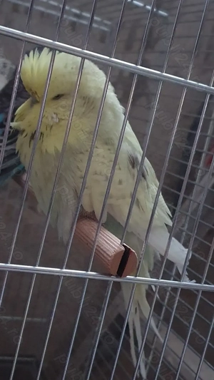 Adulti sau Pui de perusi normali si standard blanzi - imagine 3