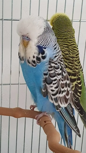 Adulti sau Pui de perusi normali si standard blanzi - imagine 2