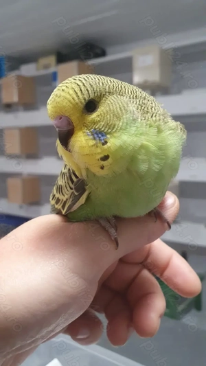 Adulti sau Pui de perusi normali si standard blanzi