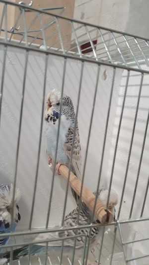 Adulti sau Pui de perusi normali si standard blanzi - imagine 4