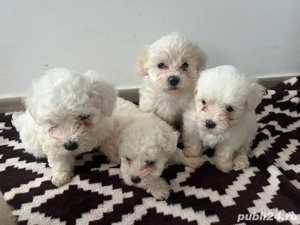 bishon maltezi  - imagine 3