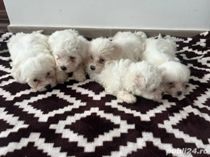 bishon maltezi  - imagine 5