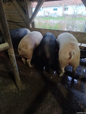 Vand porci grași Bazna si Landrace - imagine 2