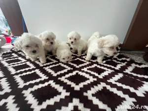 bishon maltezi  - imagine 4