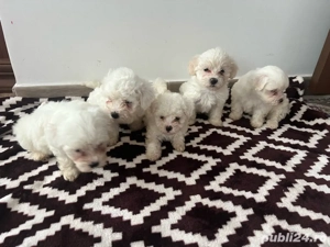 bishon maltezi  - imagine 2