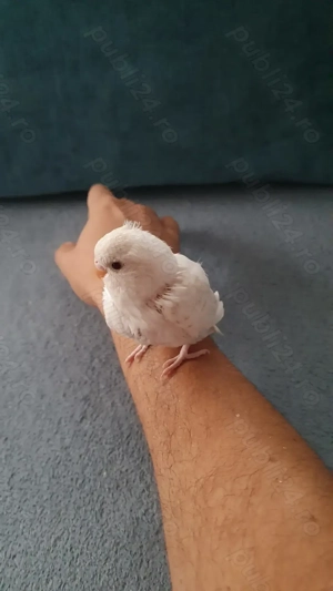 Adulti sau Pui de perusi normali si standard blanzi - imagine 5