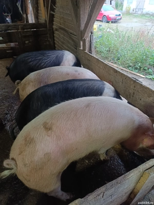 Vand porci grași Bazna si Landrace - imagine 3
