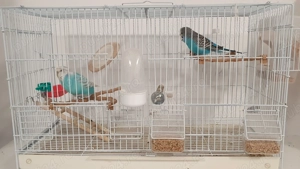 Pereche perusi (specia: pied recesiv   spangle ) gata sa faca oua - imagine 4