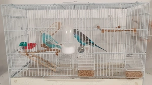 Pereche perusi (specia: pied recesiv   spangle ) gata sa faca oua - imagine 5