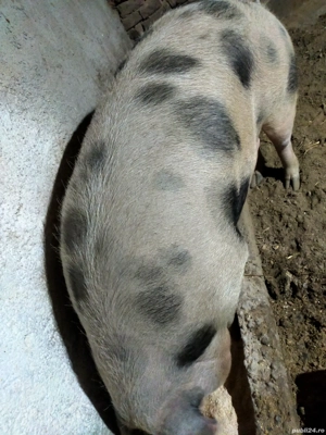 de vanzare - imagine 2