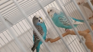 Pereche perusi (specia: pied recesiv   spangle ) gata sa faca oua - imagine 2