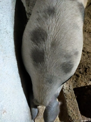 de vanzare - imagine 3