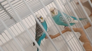 Pereche perusi (specia: pied recesiv   spangle ) gata sa faca oua - imagine 3