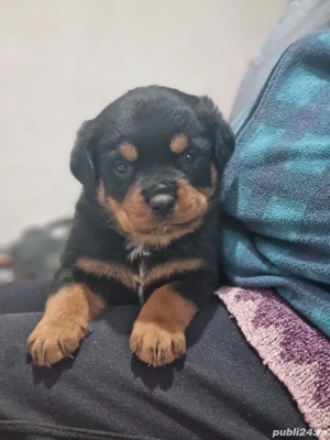 Vand Rottweilerii - imagine 4
