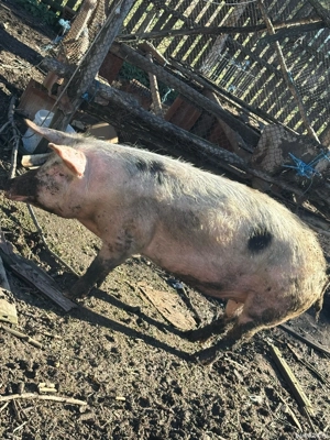 Vand Porc  - imagine 4