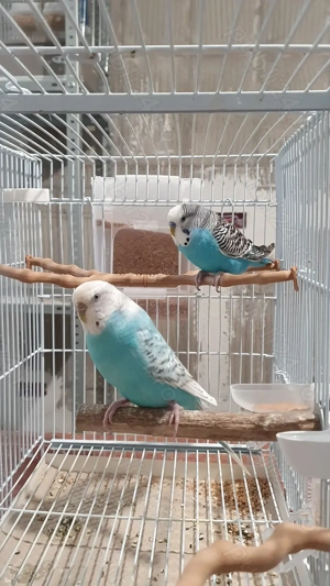 Pereche perusi (specia: pied recesiv   spangle ) gata sa faca oua