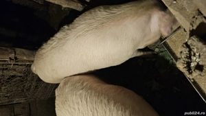 4 purcele marele alb + landras BIO - imagine 2