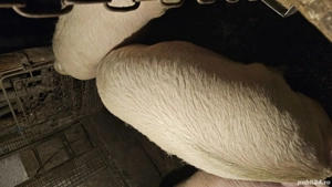 4 purcele marele alb + landras BIO - imagine 3