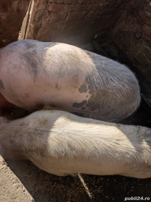 Vand porci de carne.