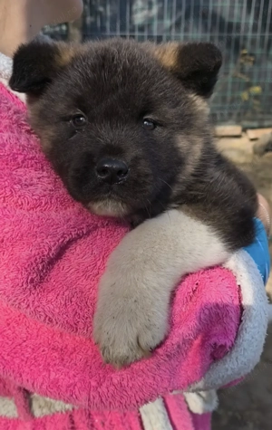 Pui Akita American, pedigree - imagine 2