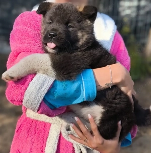 Pui Akita American, pedigree
