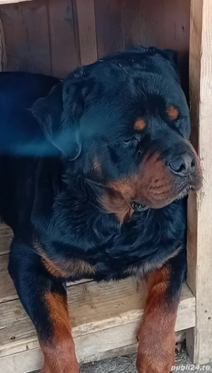 Vand Rottweilerii - imagine 3
